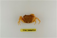 藏品(南澳澤蟹)的圖片